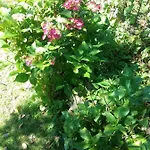 Au Jardin Fleuri 3* Marche-en-Famenne