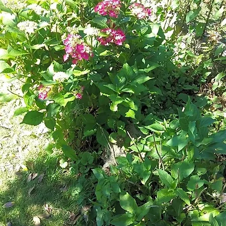 Au Jardin Fleuri