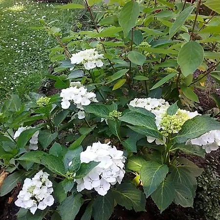 Au Jardin Fleuri Bed & Breakfast 3*
