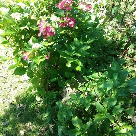 Au Jardin Fleuri 3* 马尔什昂法梅讷