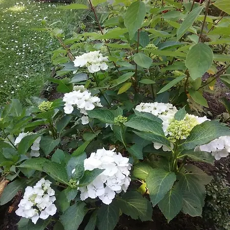 住宿加早餐酒店 Au Jardin Fleuri 3*