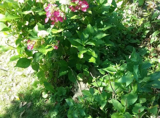 Au Jardin Fleuri 3* Marche-en-Famenne