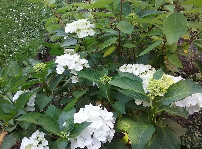 Couette-café Au Jardin Fleuri 3*